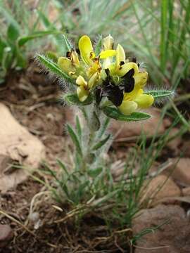 Image of <i>Leobordea foliosa</i>