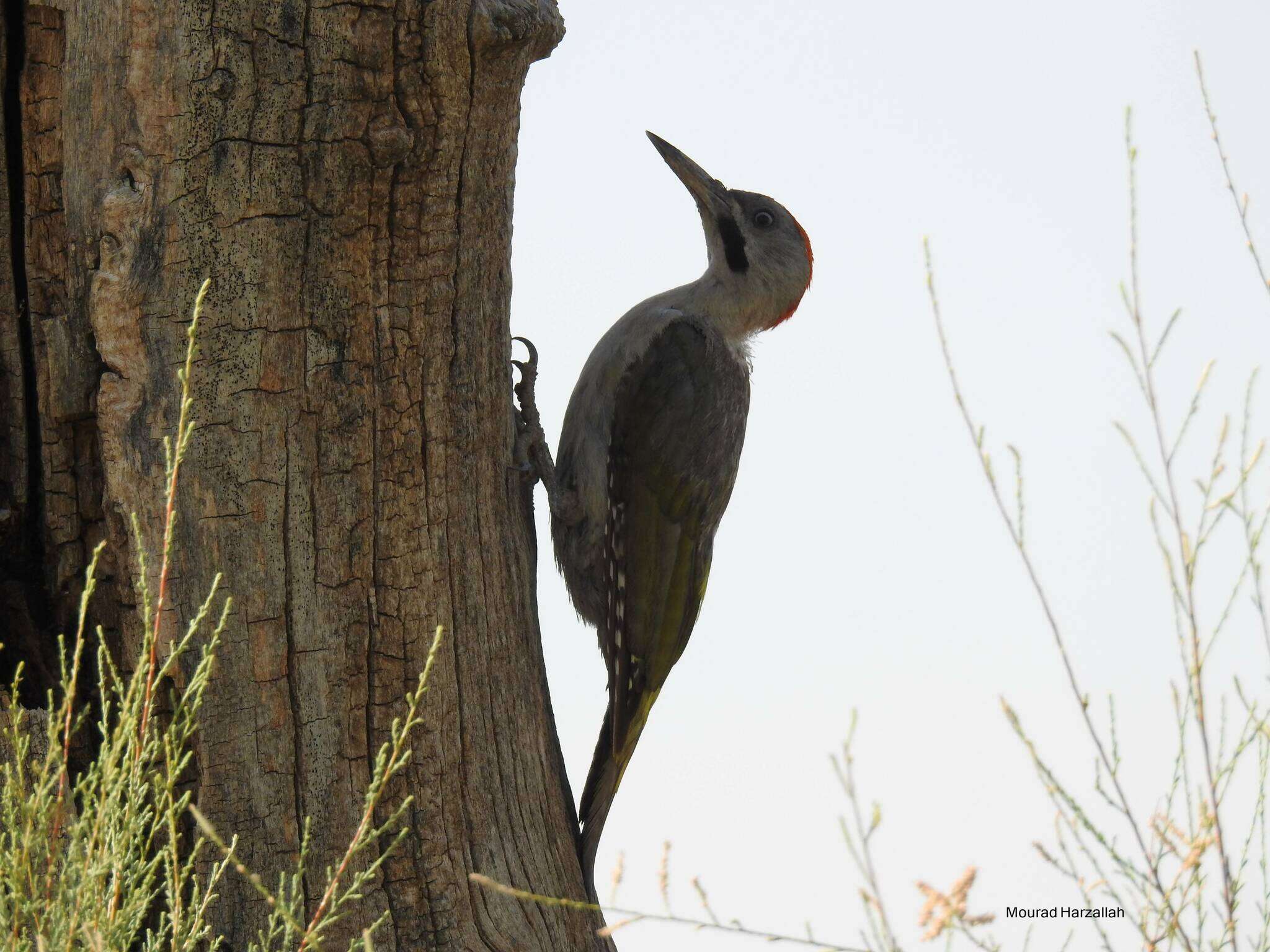 Image of Levaillant's Green Woodpecker