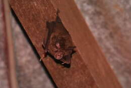 Image of Eastern Horseshoe Bat