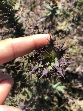 Image of Berkheya cruciata (Houtt.) Willd.