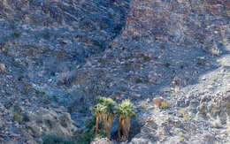 Image of Desert bighorn sheep