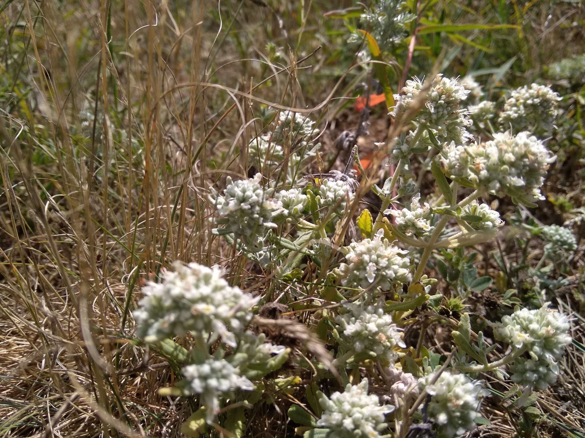 Image of Cat thyme