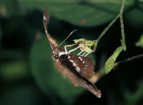 Image of Tagiades flesus Fabricius 1781