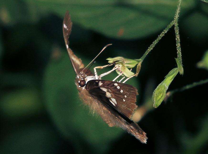 Tagiades flesus Fabricius 1781 resmi