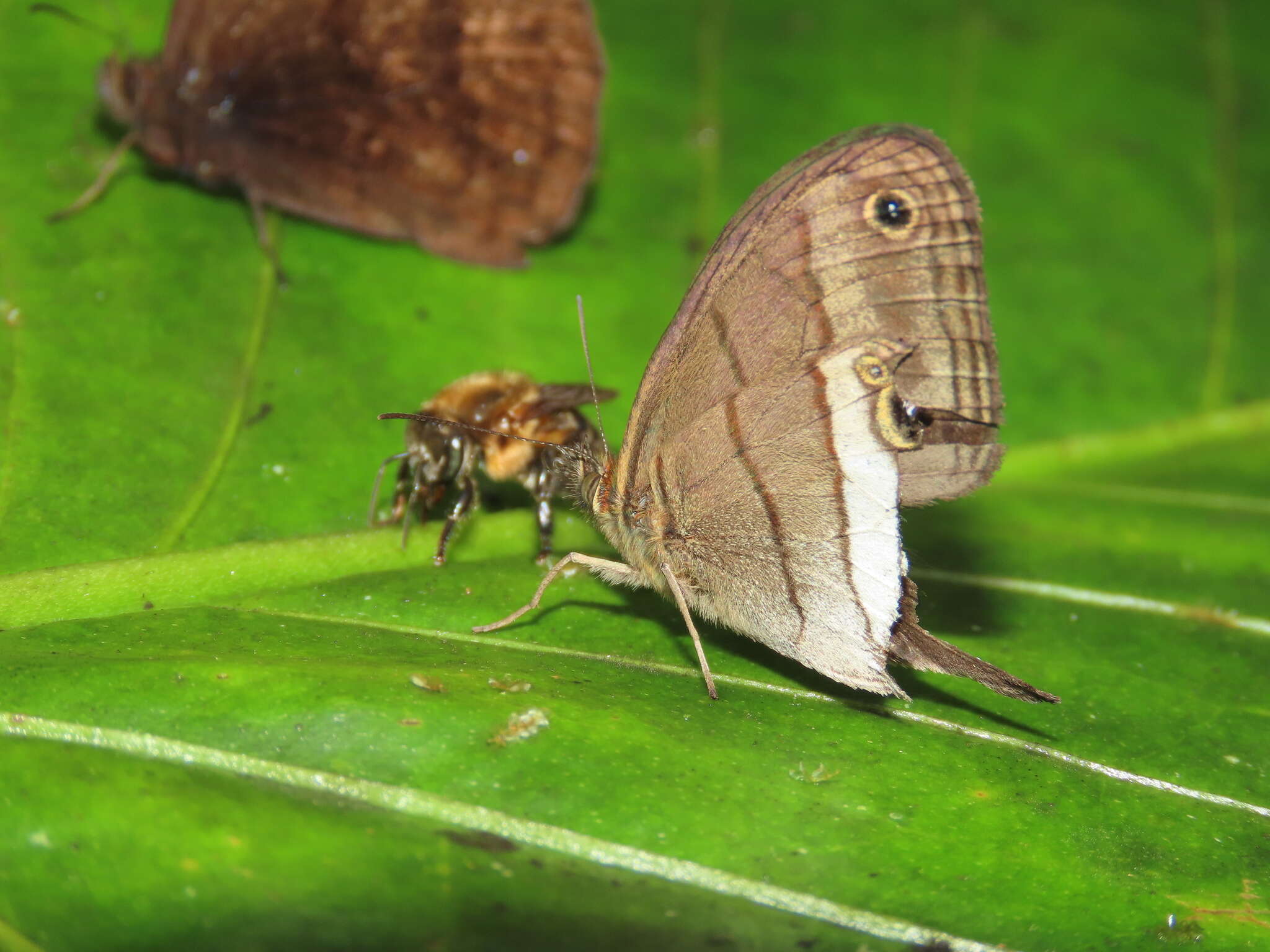 Imagem de Euptychoides nossis Hewitson 1862