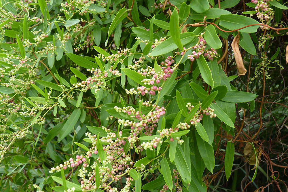 Image of Muehlenbeckia sagittifolia (Ortega) Meisn.