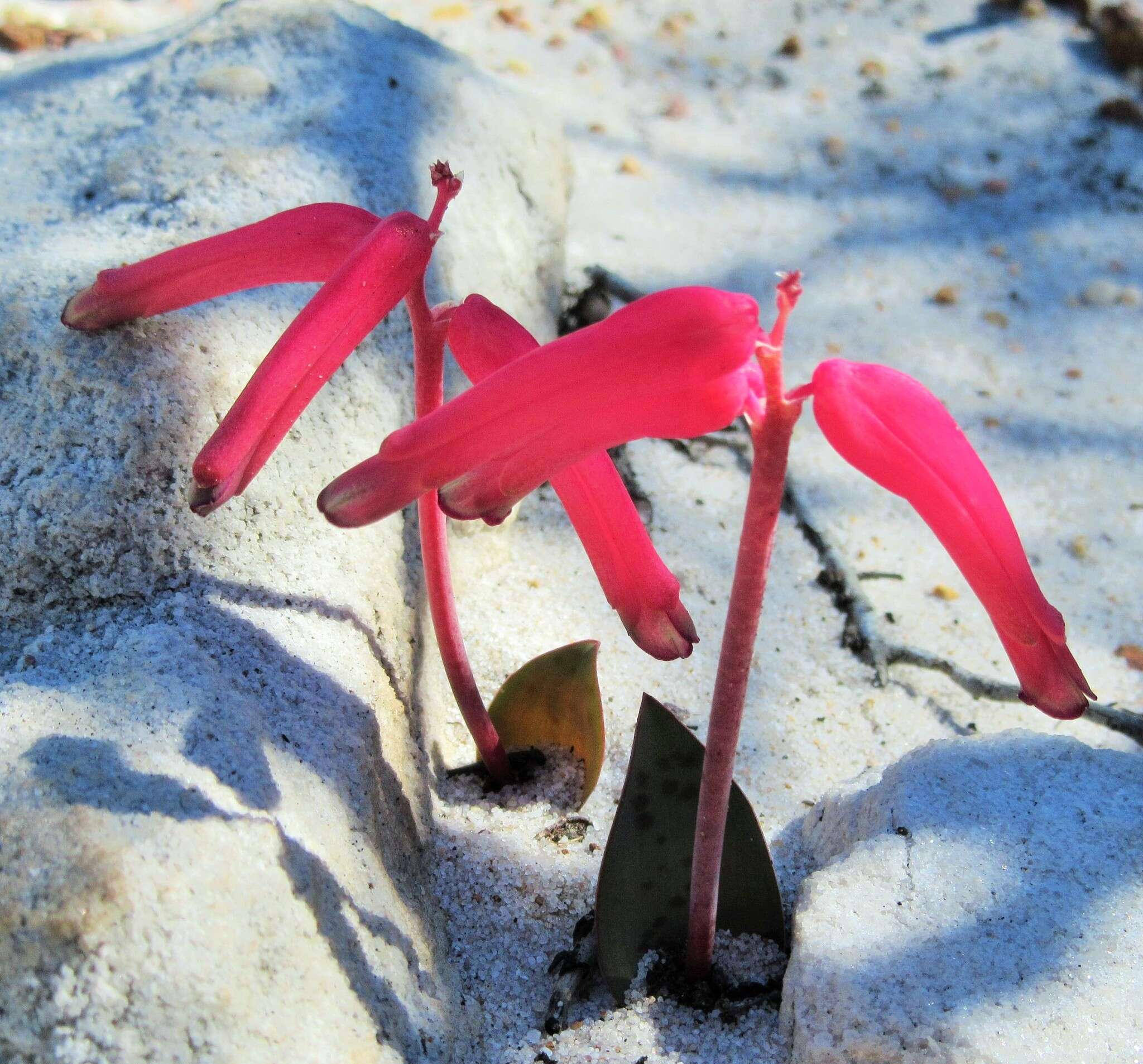 Image of Lachenalia punctata Jacq.