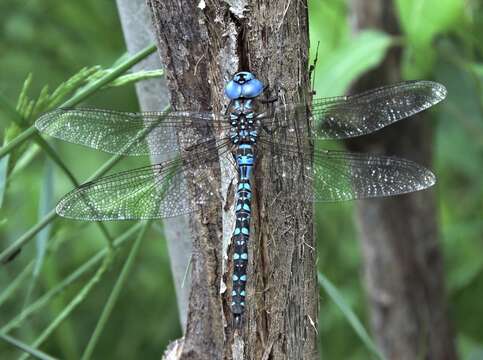 Image of Spatterdock Darner