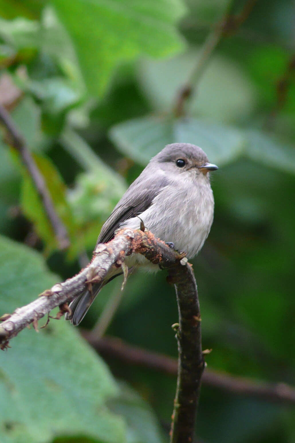 Image of African Dusky Flycatcher