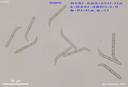 Image of Hilberina caudata (Fuckel) Huhndorf & A. N. Mill. 2004