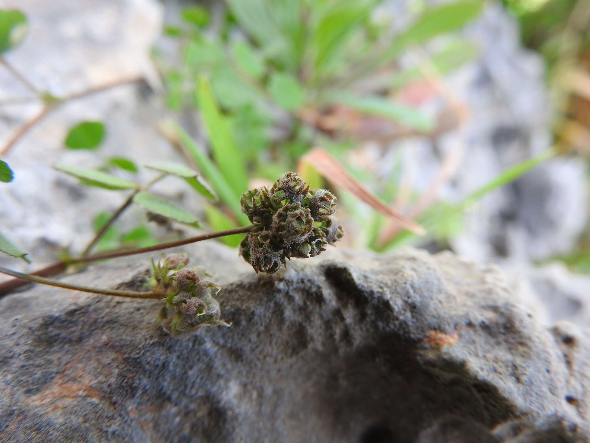 Слика од Medicago coronata (L.) Bartal.