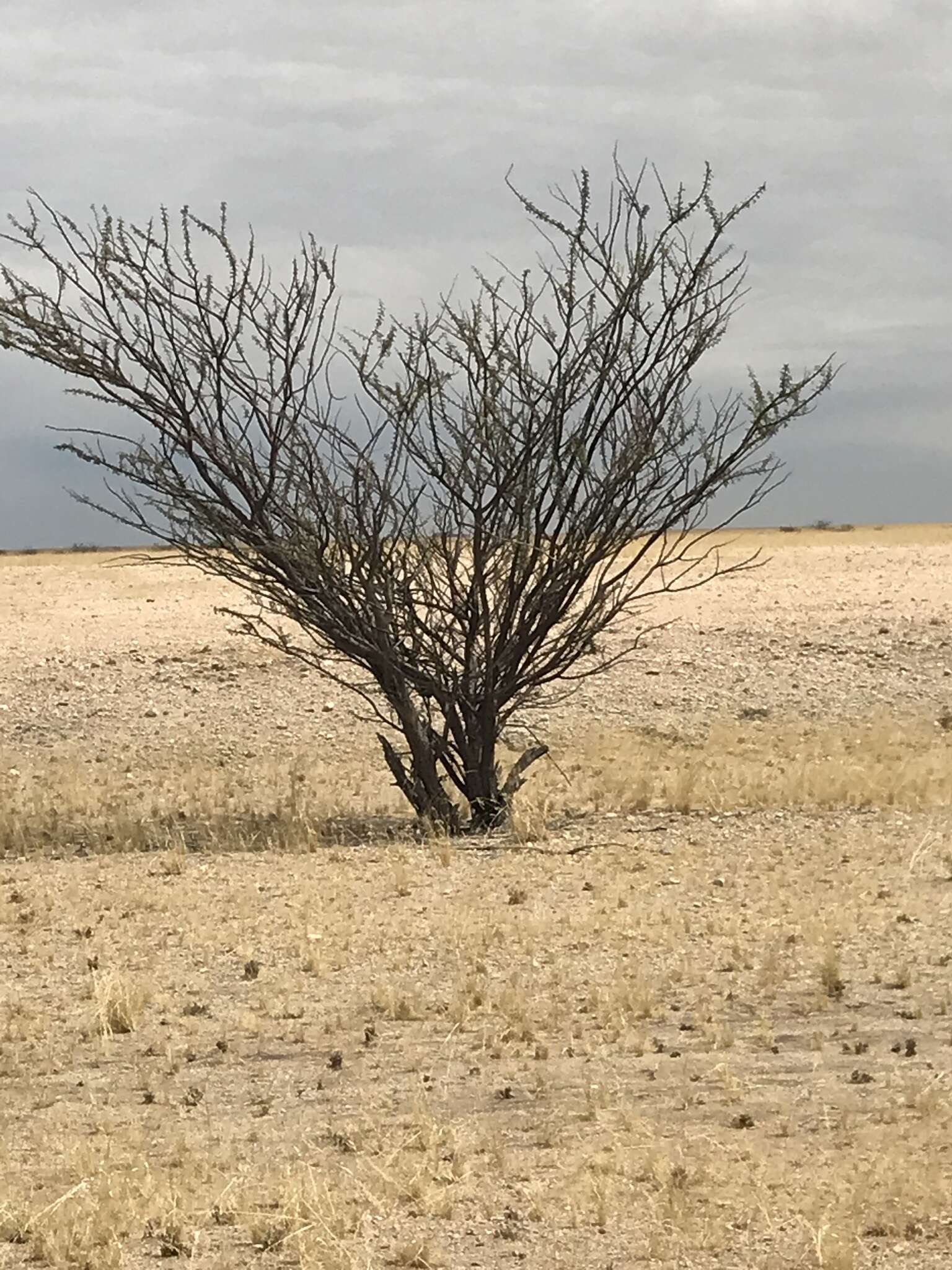 Image of Vachellia reficiens (Wawra) Kyal. & Boatwr.