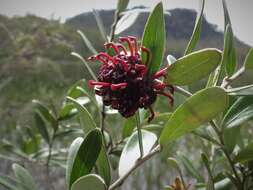 Image of Grevillea evansiana Mc Kee