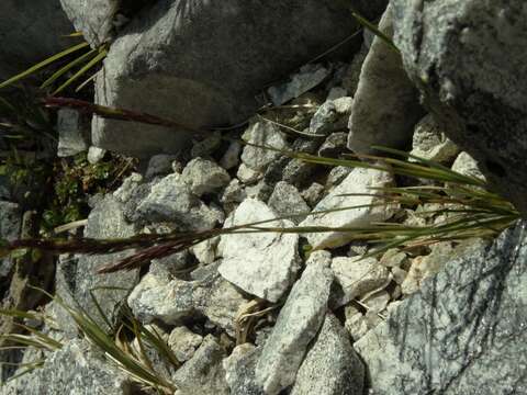 Image of Agrostis muelleriana Vickery