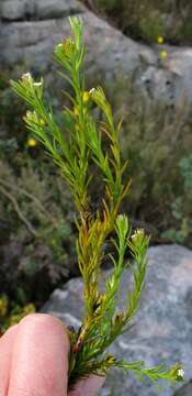 Image de Thesium capitellatum A. DC.