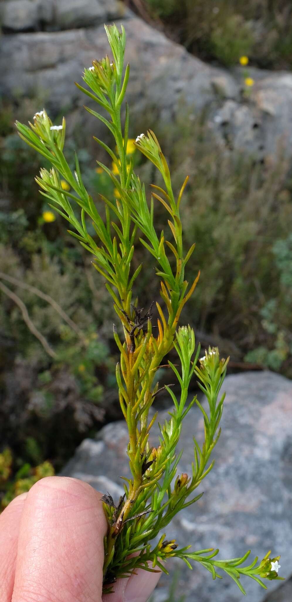 Image de Thesium capitellatum A. DC.