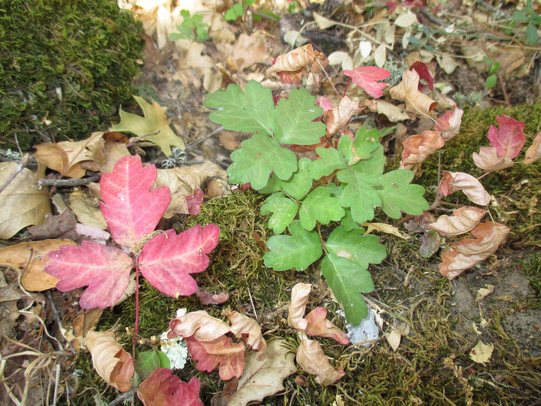 Image of Pacific poison oak