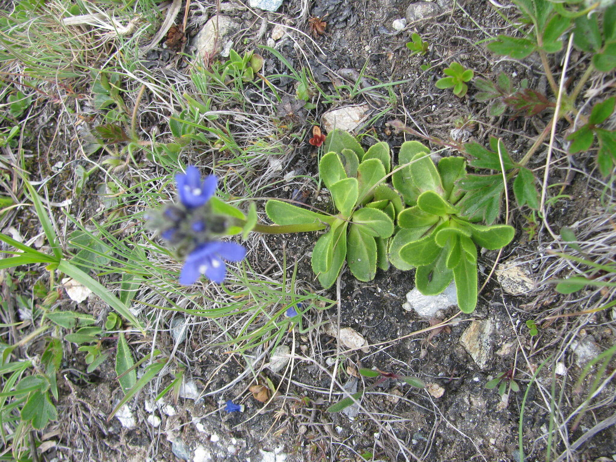 Image of Gänseblümchen-Ehrenpreis