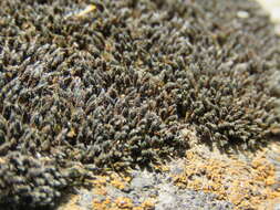 Image of grimmia dry rock moss