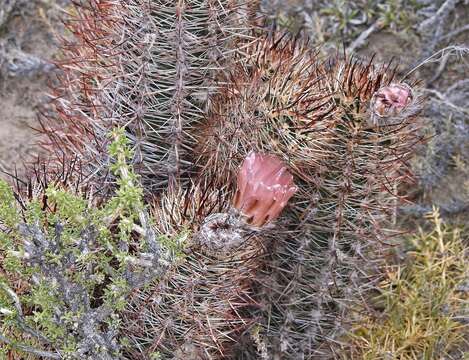 Imagem de Austrocactus bertinii Britton & Rose