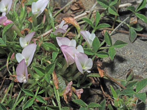 Image de Trifolium uniflorum L.