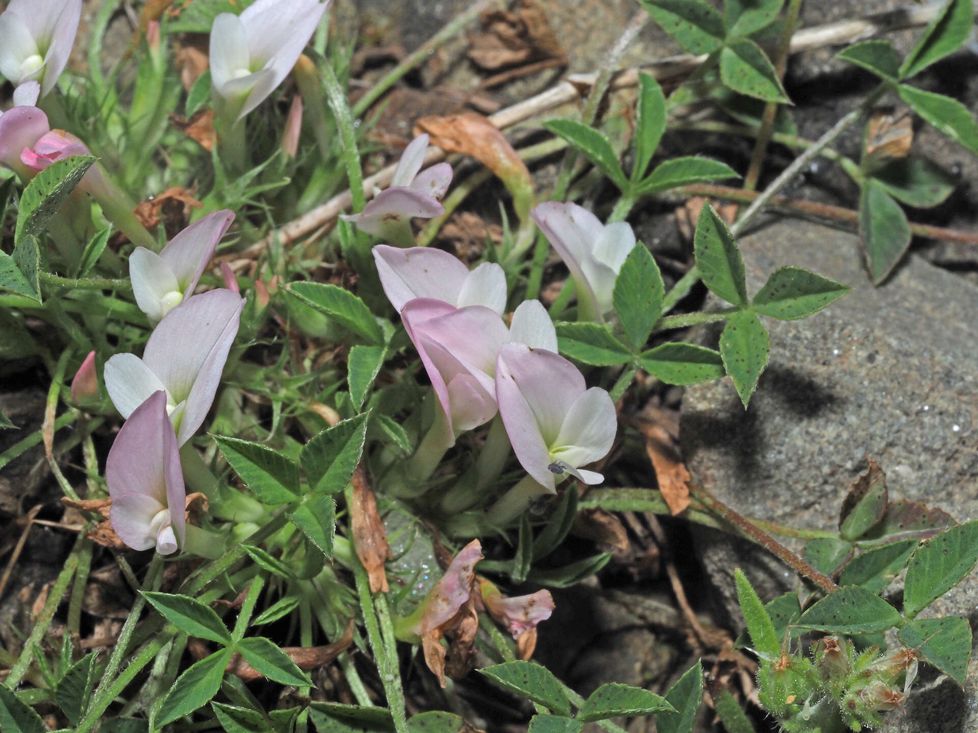 Image of oneflower clover