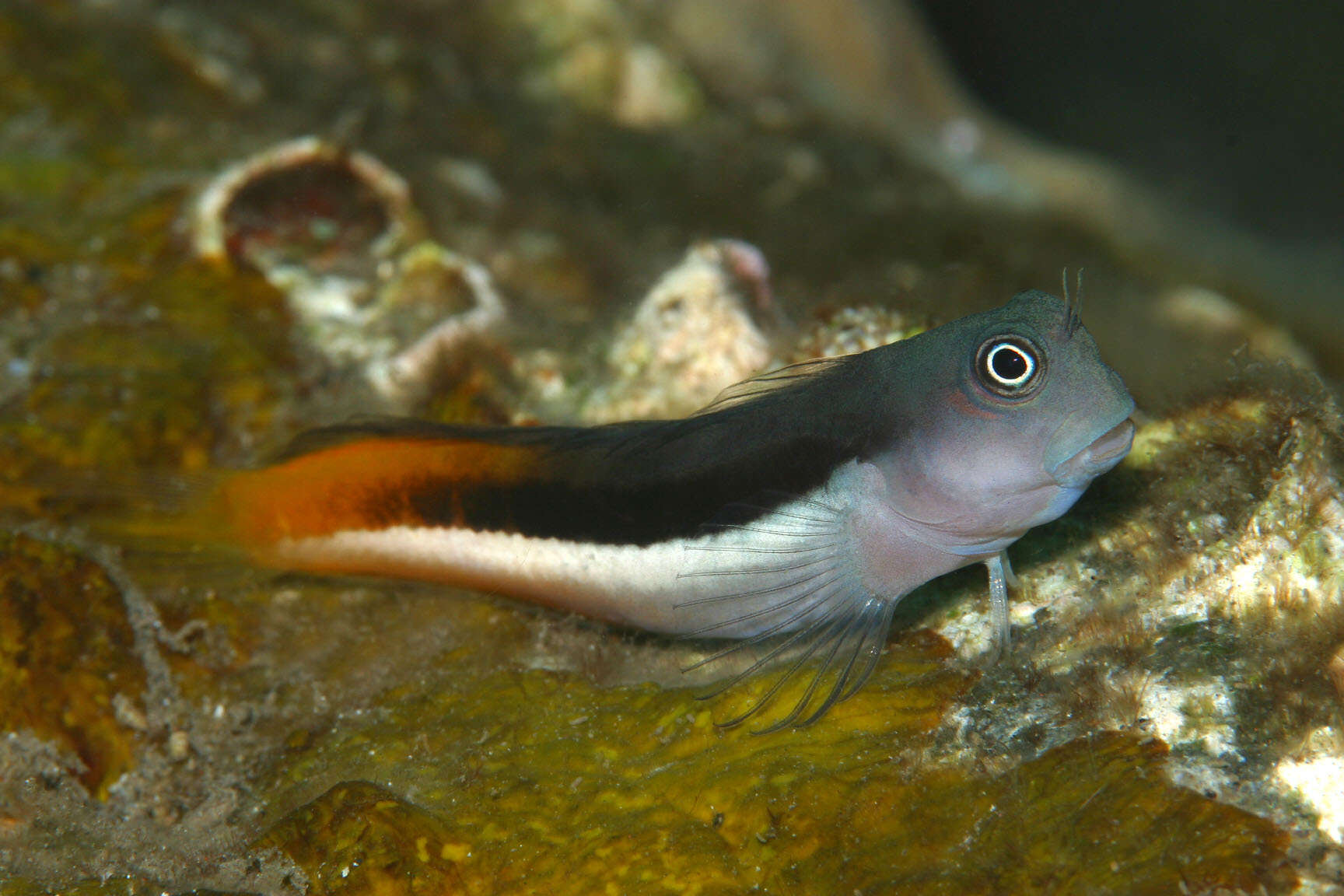 Image of Bicolor Blenny