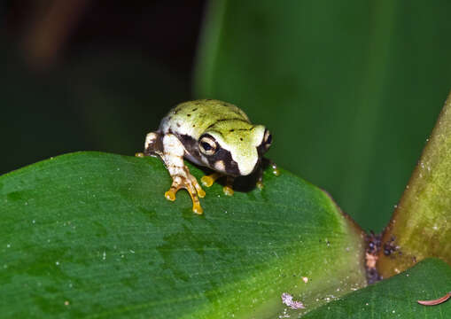 Image of Heterixalus punctatus Glaw & Vences 1994