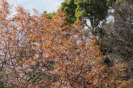 Image of Prunus serrulata spontanea (E. H. Wilson) Chin S. Chang