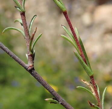 Image of Hermannia filifolia L. fil.