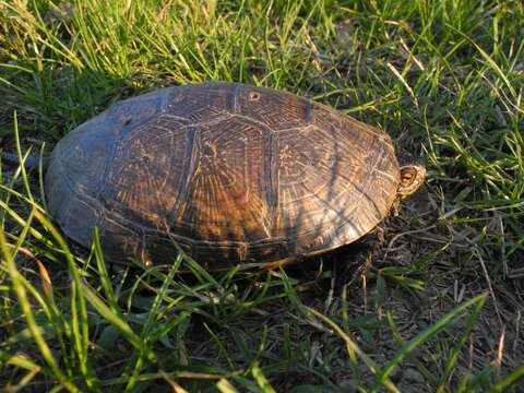 Image of European Pond Turtle