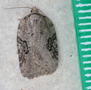 Image of Acleris chalybeana Fernald 1882