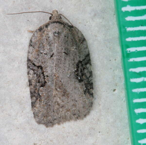 Image of Acleris chalybeana Fernald 1882