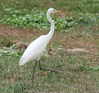 Image of Ardea intermedia intermedia Wagler 1829