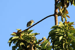 Image of Yellow-fronted Tinkerbird