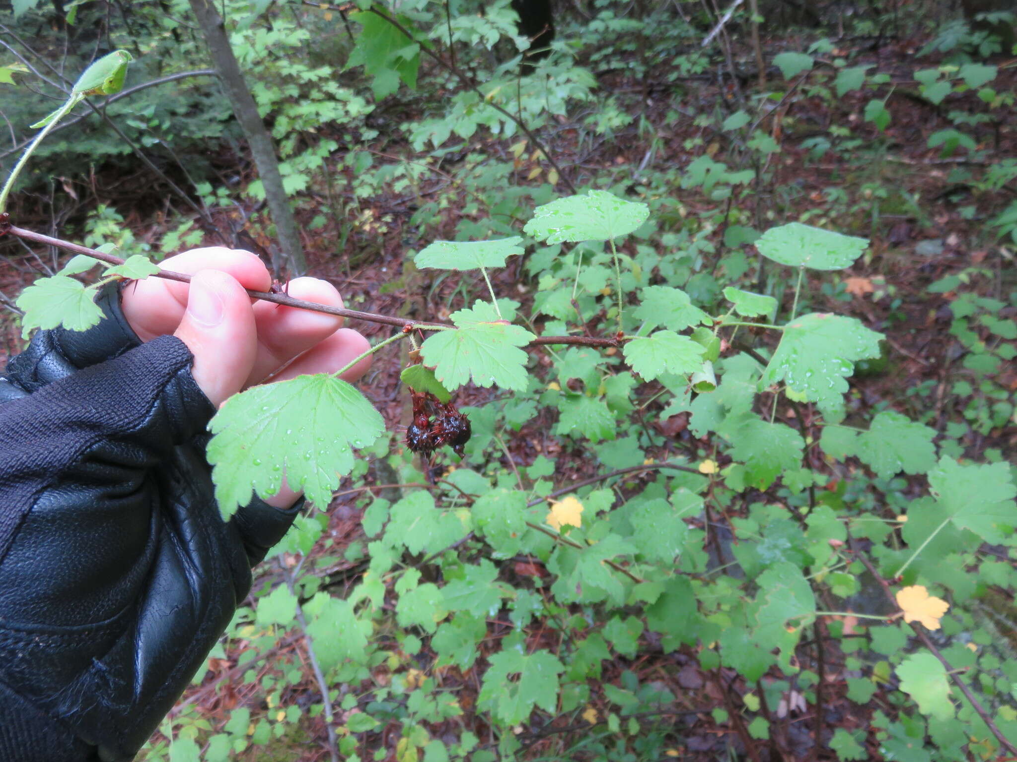 Plancia ëd Ribes cynosbati L.