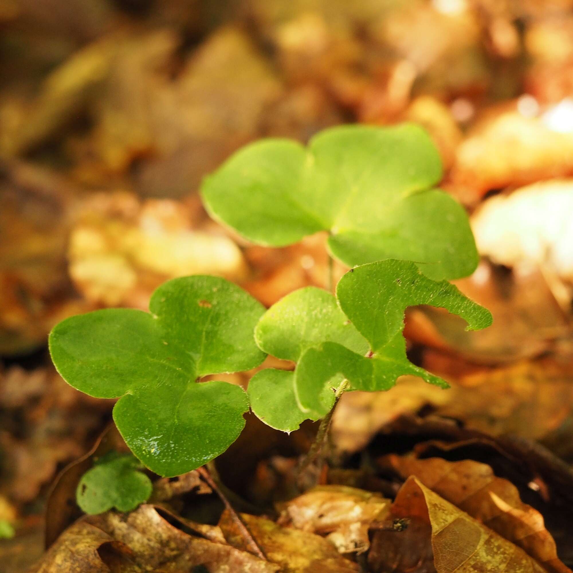 Plancia ëd Hepatica