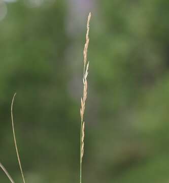 Image of Festuca amethystina L.