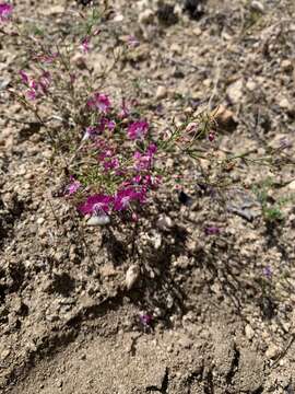 Image of Baja California ipomopsis