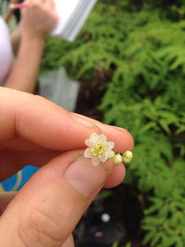 Image of Hawai'i holly