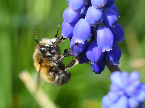 Image of Anthophora plumipes (Pallas 1772)