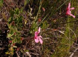 Image of Pelargonium alpinum Eckl. & Zeyh.