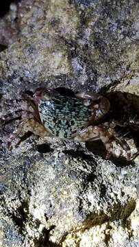 Image of mottled shore crab