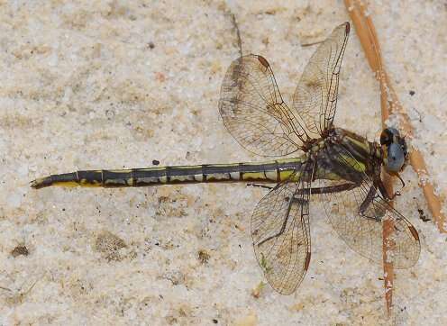 Image of Phanogomphus diminutus (Needham 1950)