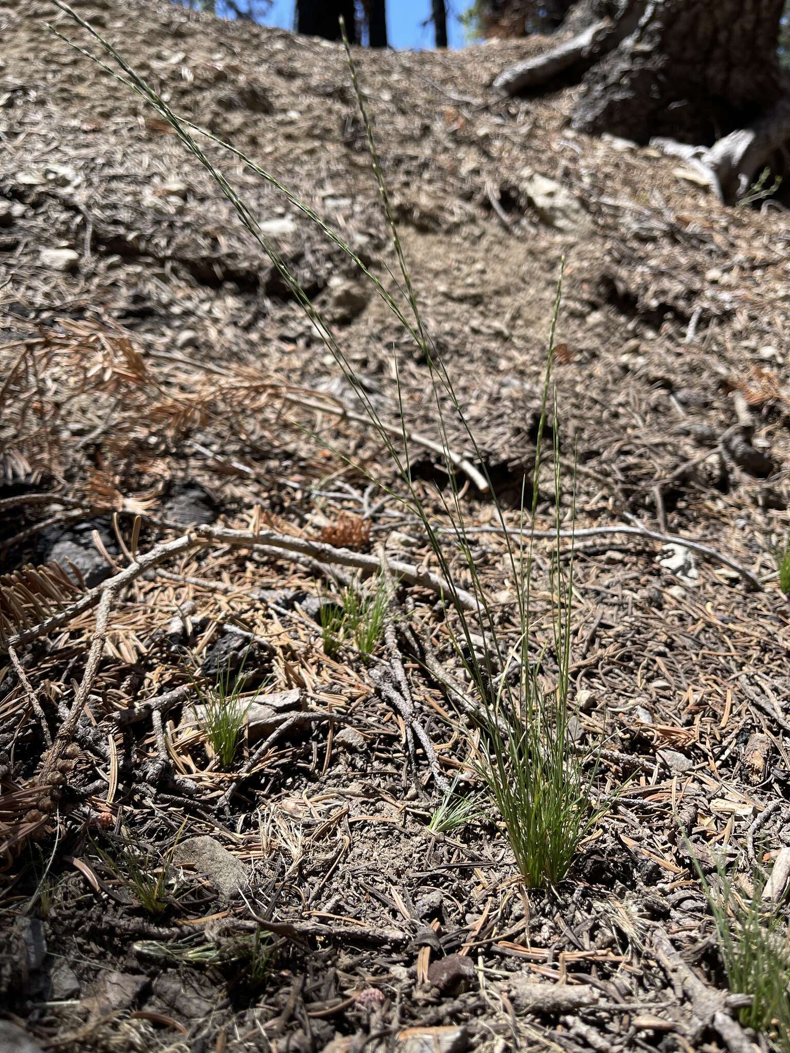 Imagem de Deschampsia elongata (Hook.) Munro