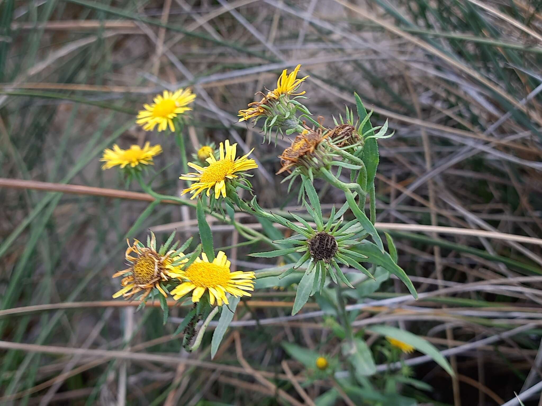 Pentanema caspicum resmi