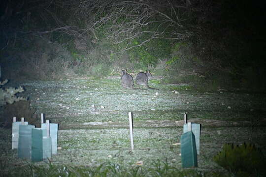 Image of wallaby