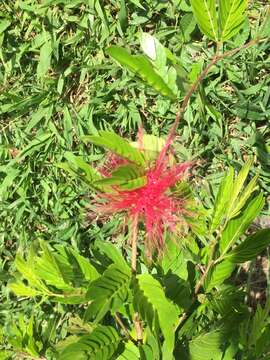 Image de Calliandra medellinensis Britton & Killip