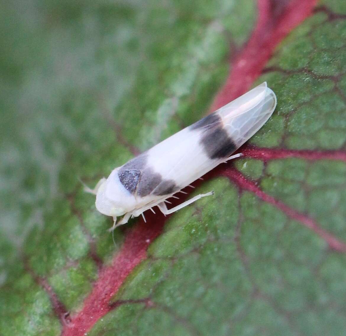 Image of Zonocyba bifasciata (Boheman 1851)