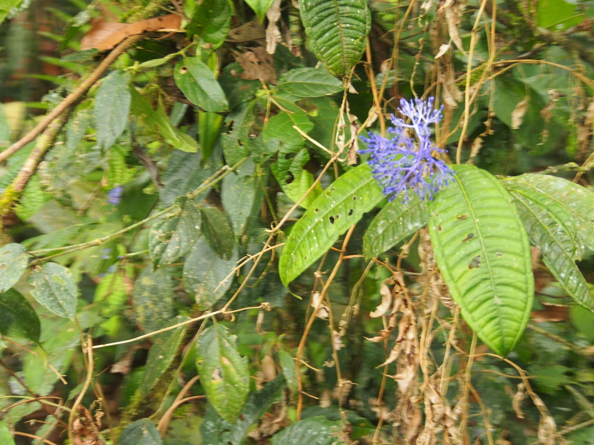 Faramea suerrensis (Donn. Sm.) Donn. Sm.的圖片